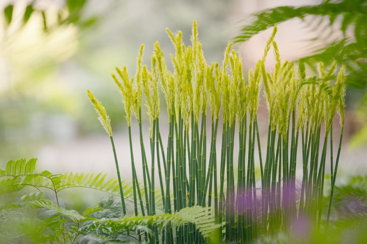 prele-japonaise-tiges-verticales-fougeres