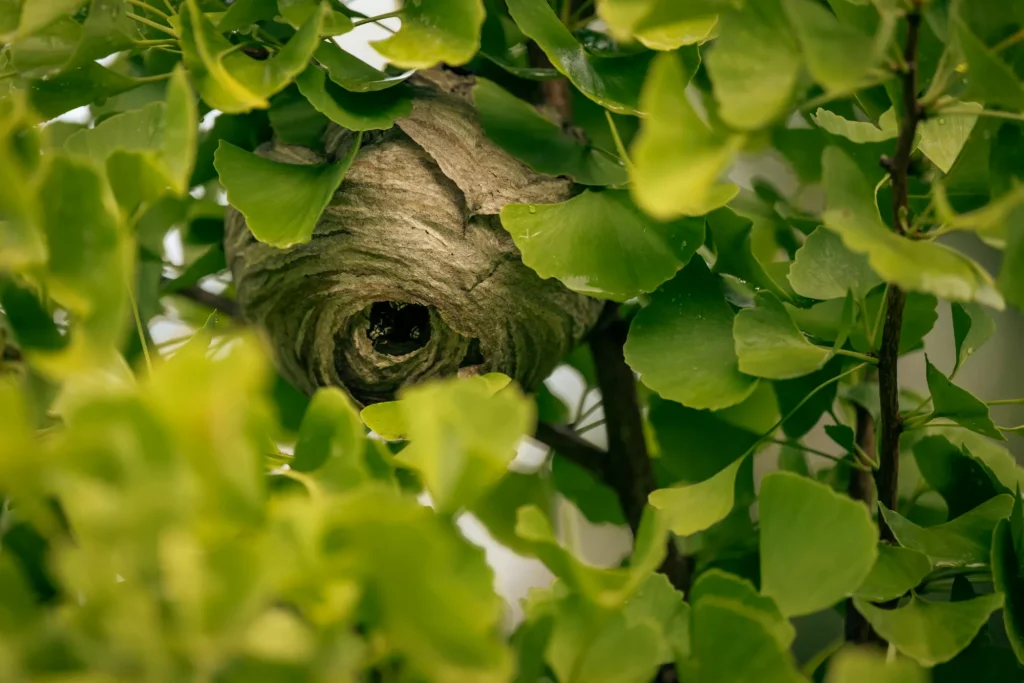 Comment éviter les infestations de guêpes et frelons autour de sa maison en été ?