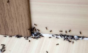 Empêcher les fourmis d'entrer : 7 points à colmater