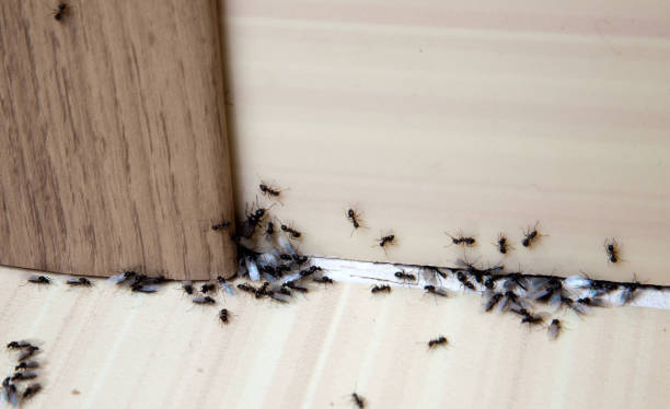Empêcher les fourmis d'entrer : 7 points à colmater
